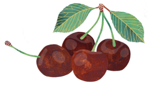 Illustration of cherries by Jess Knights