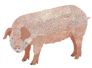 Illustration of a pig by Jess Knights